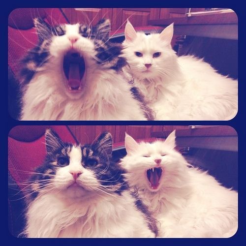 cat-kitty-katze-yawns-contagious.jpg