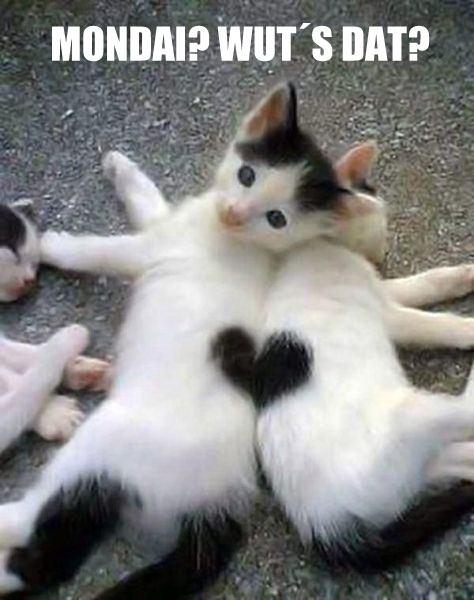 cat-kitty-kitten-snuggle-heart-monday
